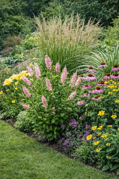 Clethra Pink Spire біля водойми